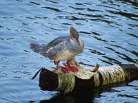 Mergus merganser 37, Grote zaagbek, Saxifraga-Hans Grotenhuis