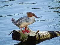 Mergus merganser 38, Grote zaagbek, Saxifraga-Hans Grotenhuis