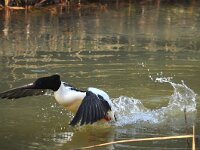 Mergus merganser 9, Grote zaagbek, male, Saxifraga-Piet Munsterman