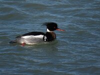 Mergus serrator 16, Middelste zaagbek, male, Saxifraga-Henk Sierdsema
