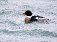 Mergus serrator 23, Middelste zaagbek, Saxifraga-Bart Vastenhouw
