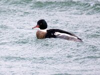 Mergus serrator 24, Middelste zaagbek, Saxifraga-Bart Vastenhouw