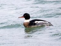 Mergus serrator 25, Middelste zaagbek, Saxifraga-Bart Vastenhouw