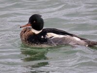 Mergus serrator 27, Middelste zaagbek, Saxifraga-Bart Vastenhouw