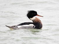 Mergus serrator 33, Middelste zaagbek, Saxifraga-Bart Vastenhouw