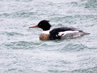 Mergus serrator 34, Middelste zaagbek, Saxifraga-Bart Vastenhouw