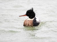 Mergus serrator 37, Middelste zaagbek, Saxifraga-Bart Vastenhouw