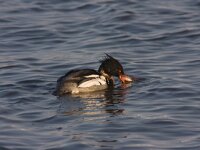 Middelste Zaagbek  Middelste Zaagbek in Arkervaart : Mergus serrator