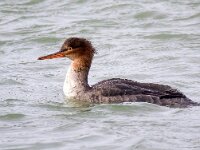 Mergus serrator 40, Middelste zaagbek, Saxifraga-Bart Vastenhouw