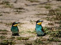 Meriops apiaster 69, Bijeneter, adult, pair, Saxifraga-Theo Verstrael