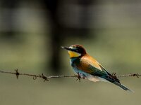 Meriops apiaster 71, Bijeneter, adult, Saxifraga-Theo Verstrael
