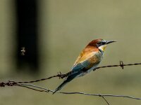 Meriops apiaster 72, Bijeneter, adult, Saxifraga-Theo Verstrael