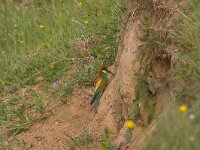 Merops apiaster 1, Bijeneter, Saxifraga-Jan Nijendijk