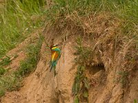 Merops apiaster 11, Bijeneter, Saxifraga-Jan Nijendijk