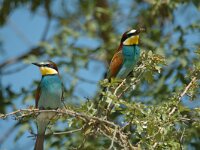Merops apiaster 15, Bijeneter, Saxifraga-Marijke Verhagen