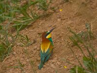 Merops apiaster 2, Bijeneter, Saxifraga-Jan Nijendijk