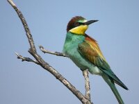 Merops apiaster 20, Bijeneter, Saxifraga-Iztok Skornik