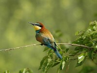 Merops apiaster 21, Bijeneter, Saxifraga-Joerg Mager