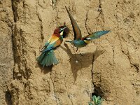 Merops apiaster 22, Bijeneter, Saxifraga-Joerg Mager