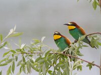Merops apiaster 25, Bijeneter, Saxifraga-Jan Nijendijk