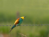 Merops apiaster 27, Bijeneter, Saxifraga-Jan Nijendijk