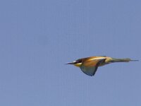 Merops apiaster 29, Bijeneter, Saxifraga-Mark Zekhuis