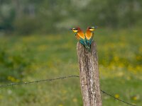 Merops apiaster 3, Bijeneter, pair, Saxifraga-Jan Nijendijk