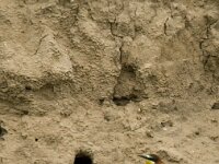 Merops apiaster 31, Bijeneter, Saxifraga-Marijke Verhagen