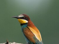 Merops apiaster 40, Bijeneter, Saxifraga-Joerg Mager