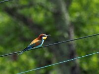 Merops apiaster 41, Bijeneter, Saxifraga-Hans Dekker
