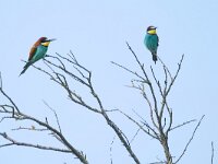 Merops apiaster 46, Bijeneter, Saxifraga-Tom Heijnen