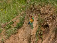 Merops apiaster 5, Bijeneter, Saxifraga-Jan Nijendijk