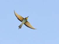 Merops apiaster 50, Bijeneter, Saxifraga-Tom Heijnen