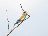 Merops apiaster 55, Bijeneter, Saxifraga-Bart Vastenhouw