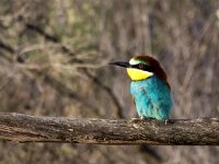 Merops apiaster 57, Bijeneter, Saxifraga-Bart Vastenhouw