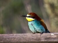 Merops apiaster 60, Bijeneter, Saxifraga-Bart Vastenhouw
