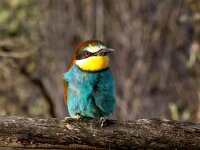 Merops apiaster 61, Bijeneter, Saxifraga-Bart Vastenhouw