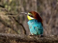 Merops apiaster 62, Bijeneter, Saxifraga-Bart Vastenhouw