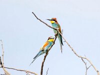 Merops apiaster 64, Bijeneter, Saxifraga-Bart Vastenhouw