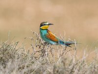 Merops apiaster 65, Bijeneter, Saxifraga-Bart Heijne