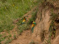 Merops apiaster 8, Bijeneter, pair, Saxifraga-Jan Nijendijk