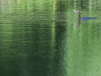 Microcarbo pygmaeus 21, Dwergaalscholver, Saxifraga-Tom Heijnen