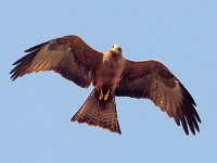 Milvus aegyptius 3, Geelsnavelwouw, Saxifraga-Bart Vastenhouw