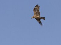 Milvus migrans 11, Zwarte wouw, Saxifraga-Mark Zekhuis