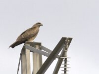 Milvus migrans 15, Zwarte wouw, Saxifraga-Mark Zekhuis