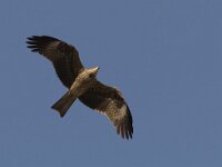 Milvus migrans 16, Zwarte wouw, Saxifraga-Mark Zekhuis