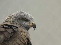 Milvus migrans 18, Zwarte wouw, Saxifraga-Willem van Kruijsbergen