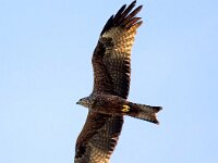 Milvus migrans 30, Zwarte wouw, Saxifraga-Bart Vastenhouw