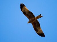 Milvus migrans 32, Zwarte wouw, Saxifraga-Bart Vastenhouw