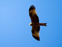 Milvus migrans 33, Zwarte wouw, Saxifraga-Bart Vastenhouw